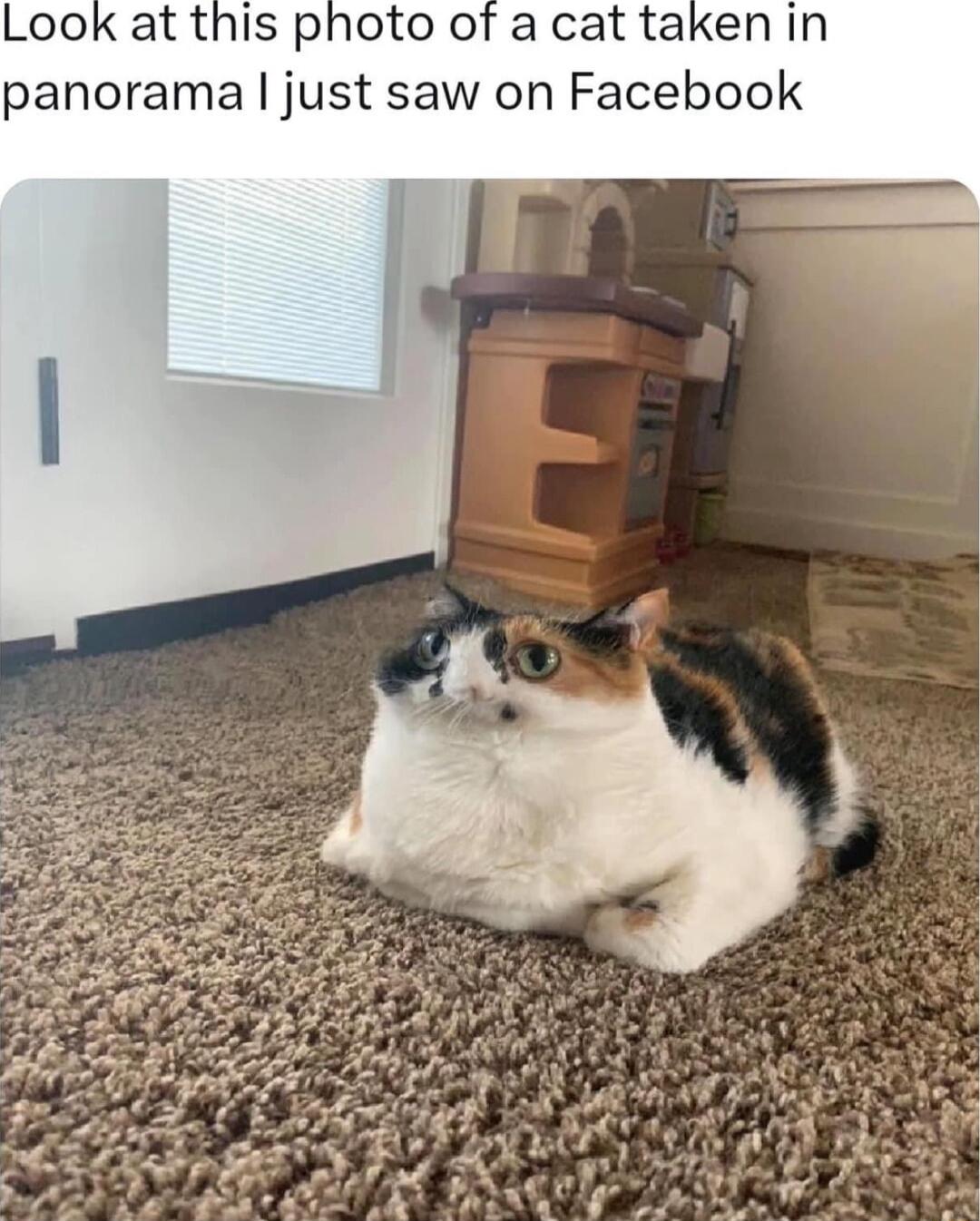 Look at this photo of a cat taken in panorama just saw on Facebook