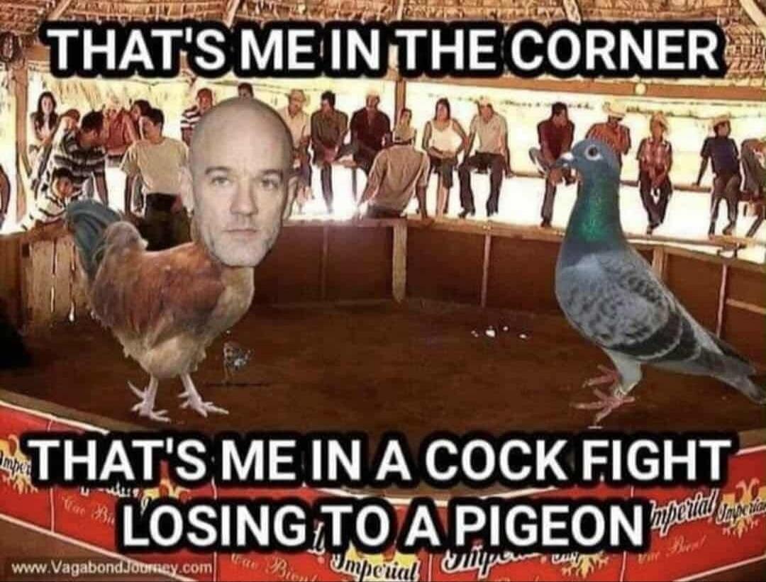 THAT'S ME IN THE CORNER THAT'S ME IN A COCK FIGHT LOSING TO A PIGEON