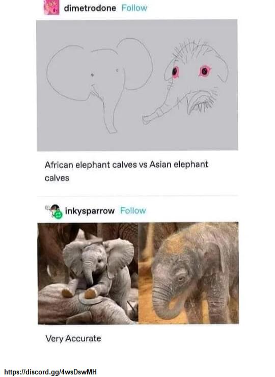 54 dimetrodone Follow African elephant calves vs Asian elephant calves Q inkysparrow Follow Very Accurate httpsidiscordggAwsDswMH