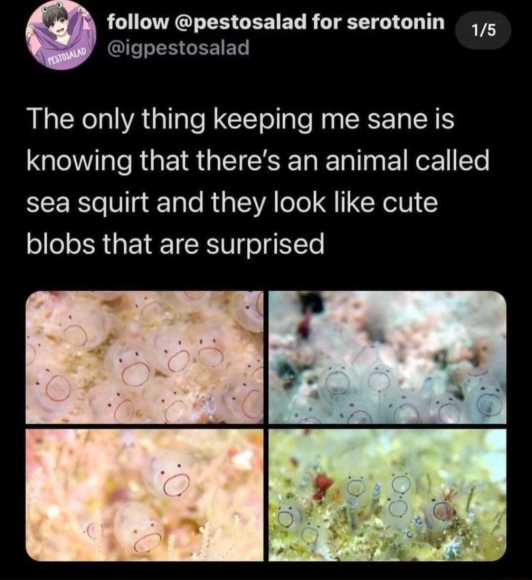 follow pestosalad for serotonin 5 igpestosalad The only thing keeping me sane is knowing that theres an animal called sea squirt and they look like cute blobs that are surprised