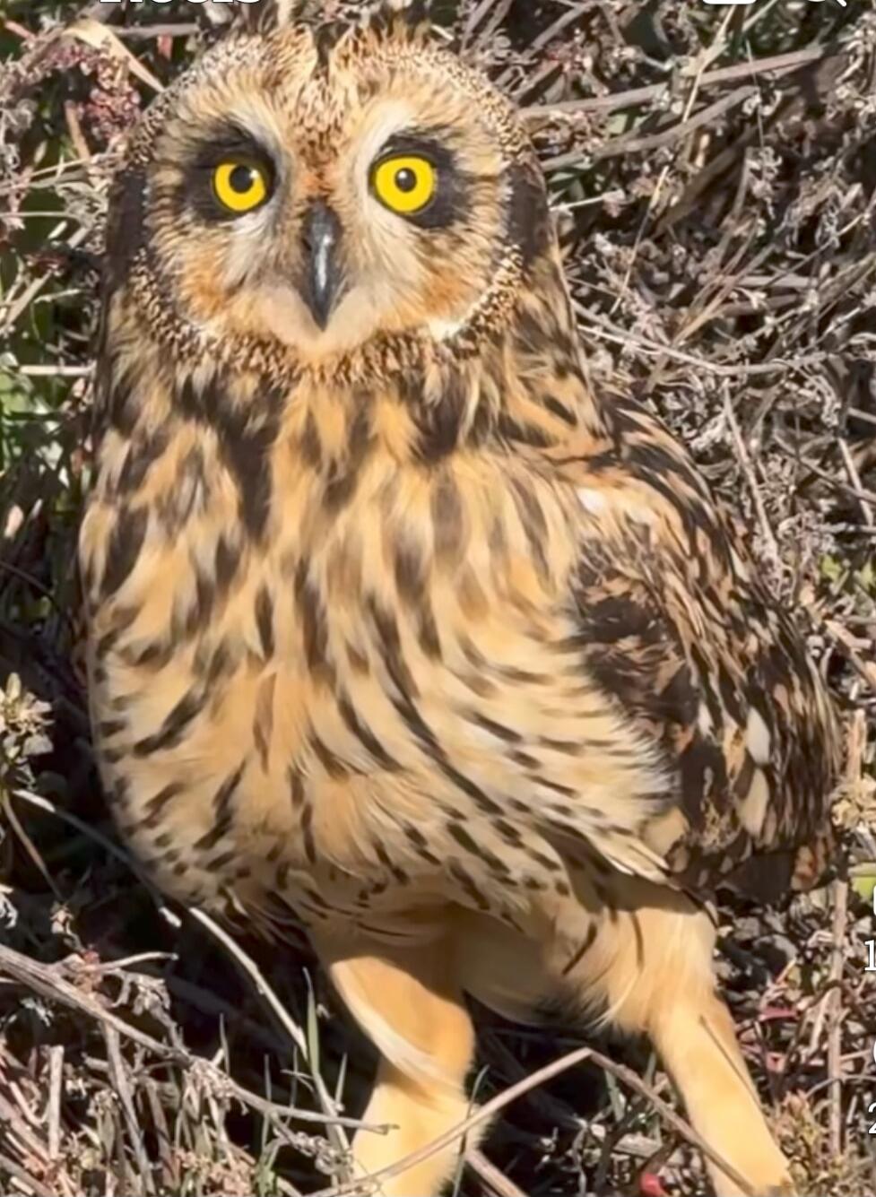 Owl with bright yellow eyes looking at the camera.