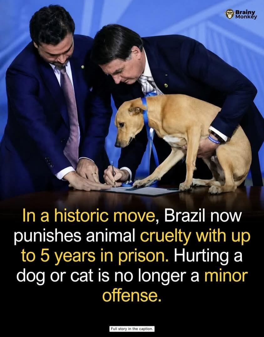 Brainy Monkey In a historic move, Brazil now punishes animal cruelty with up to 5 years in prison. Hurting a dog or cat is no longer a minor offense. Full story in the caption.