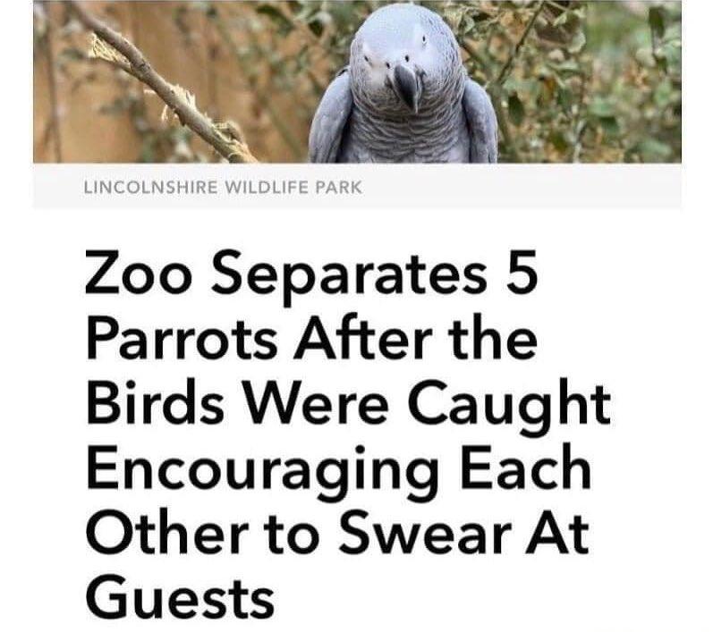 LINCOLNSHIRE WILDLIFE PARK Zoo Separates 5 Parrots After the Birds Were Caught Encouraging Each Other to Swear At Guests