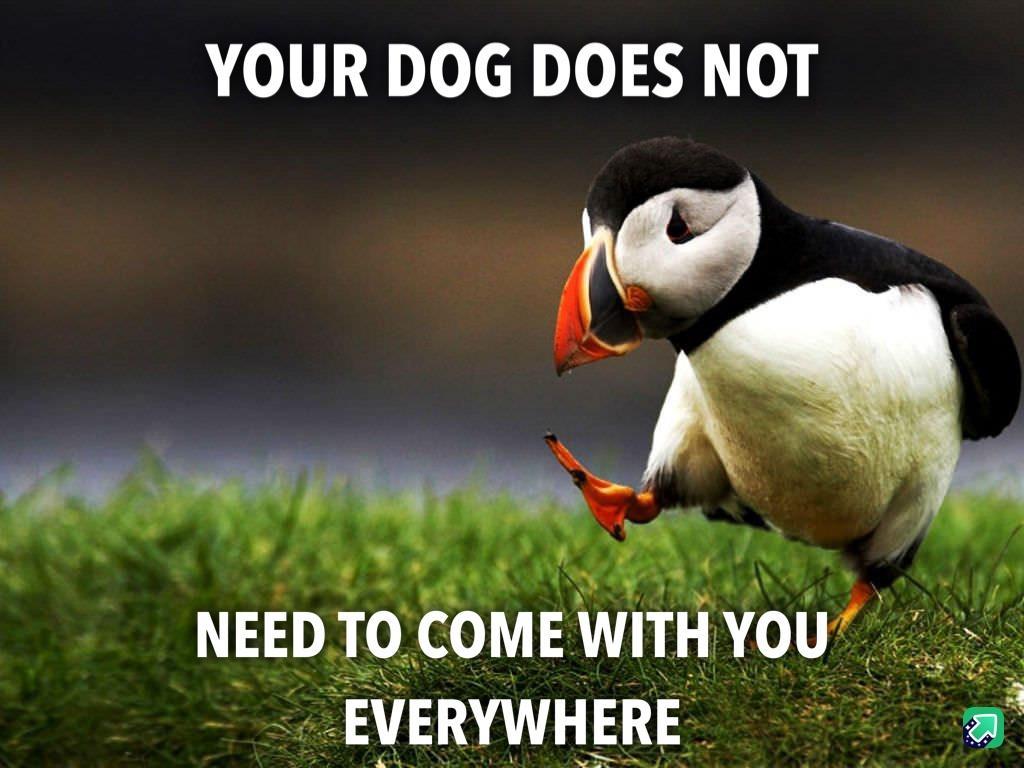 YOUR DOG DOES NOT