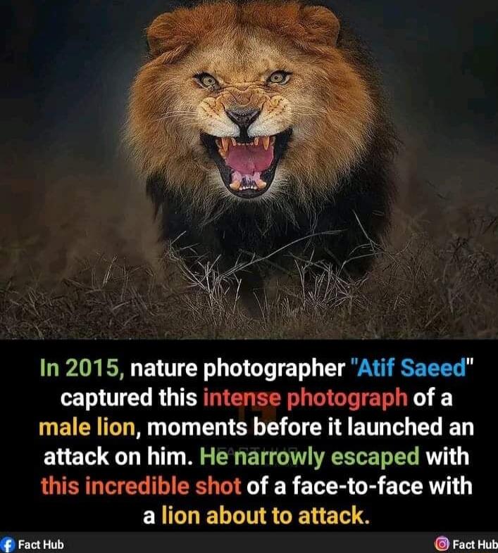 In 2015 nature photographer Atif Saced captured this intense photograph of a male lion moments before it launched an attack on him He narrowly escaped with this incredible shot of a face to face with ELCLELLNRCELER S Y ST