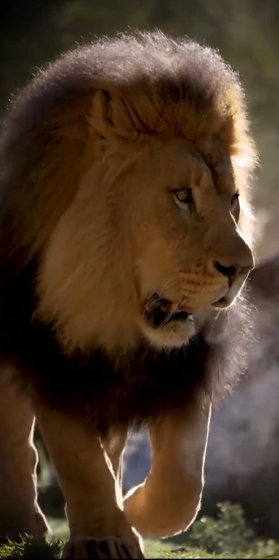 A close-up side profile of a male lion.