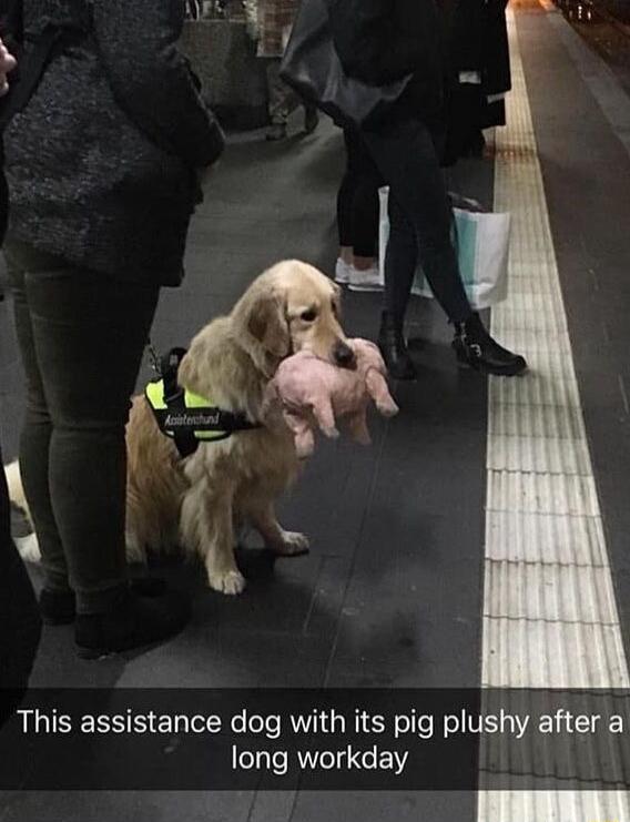 This assistance dog with its pig plushy after a long workday SRR A