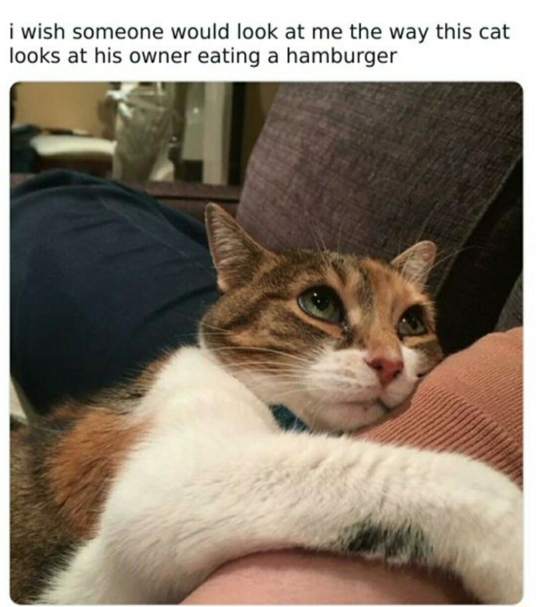 i wish someone would look at me the way this cat looks at his owner eating a hamburger