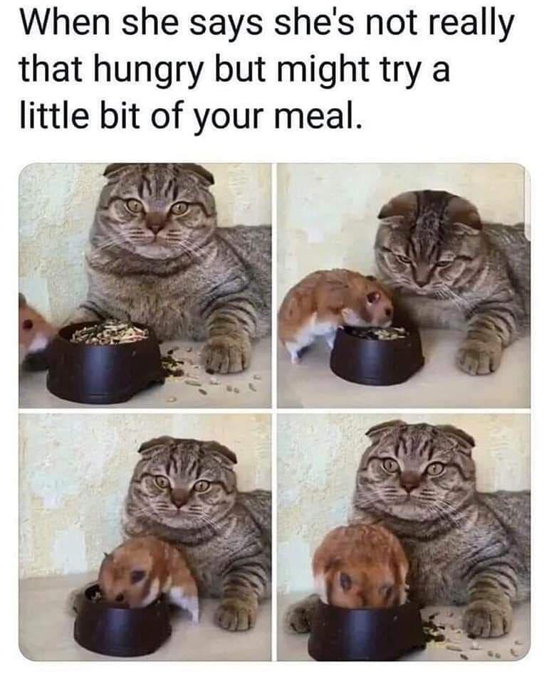 When she says shes not really that hungry but might try a little bit of your meal