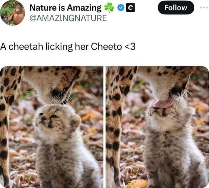 Nature is Amazing AMAZINGNATURE A cheetah licking her Cheeto 3