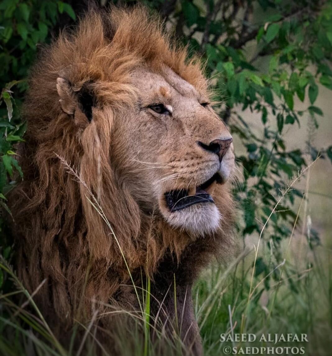 SAEED ALJAIFAR ©SAEDPHOTOS