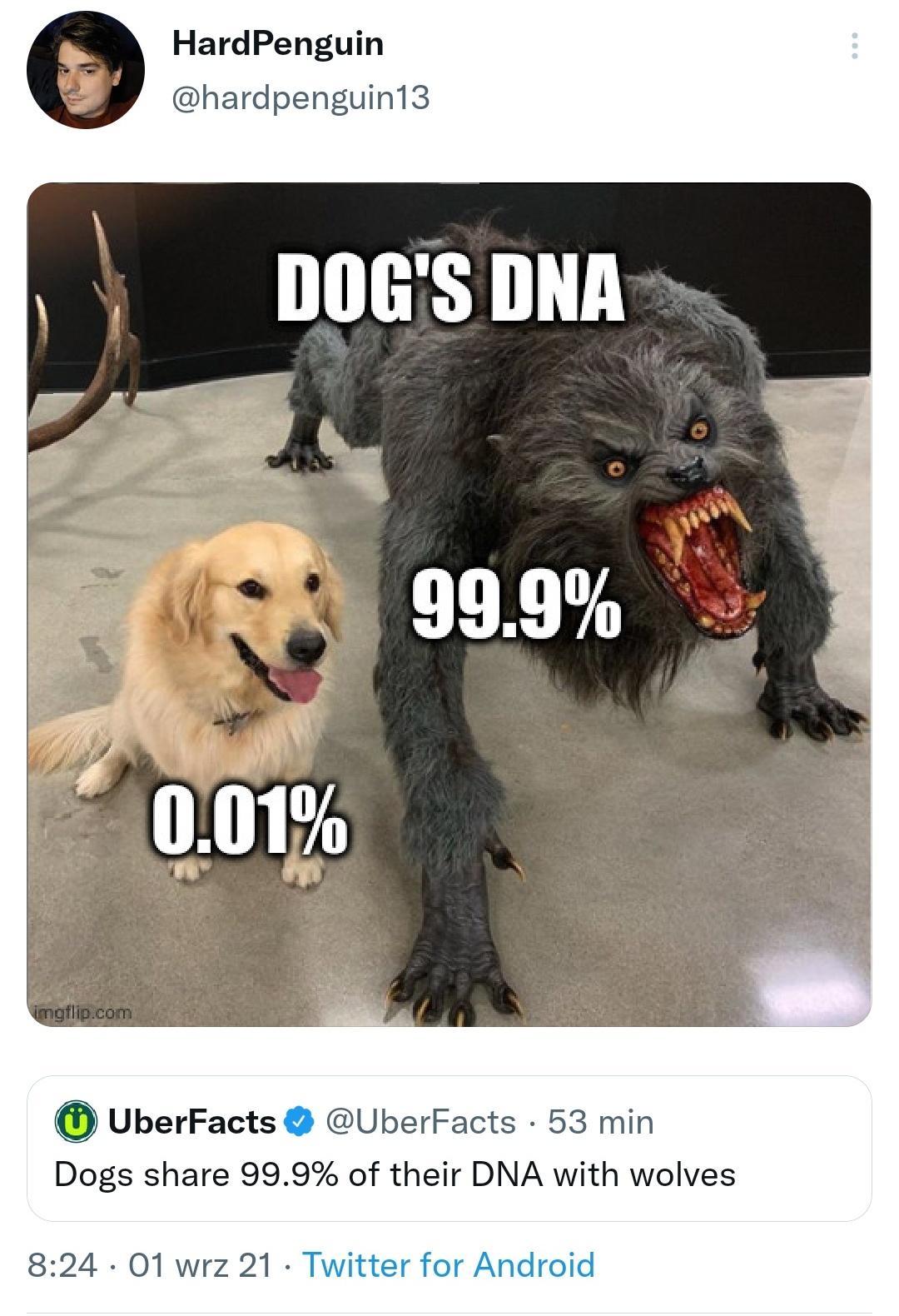 HardPenguin hardpenguini3 UberFacts UberFacts 53 min Dogs share 999 of their DNA with wolves 824 01 wrz 21 Tw