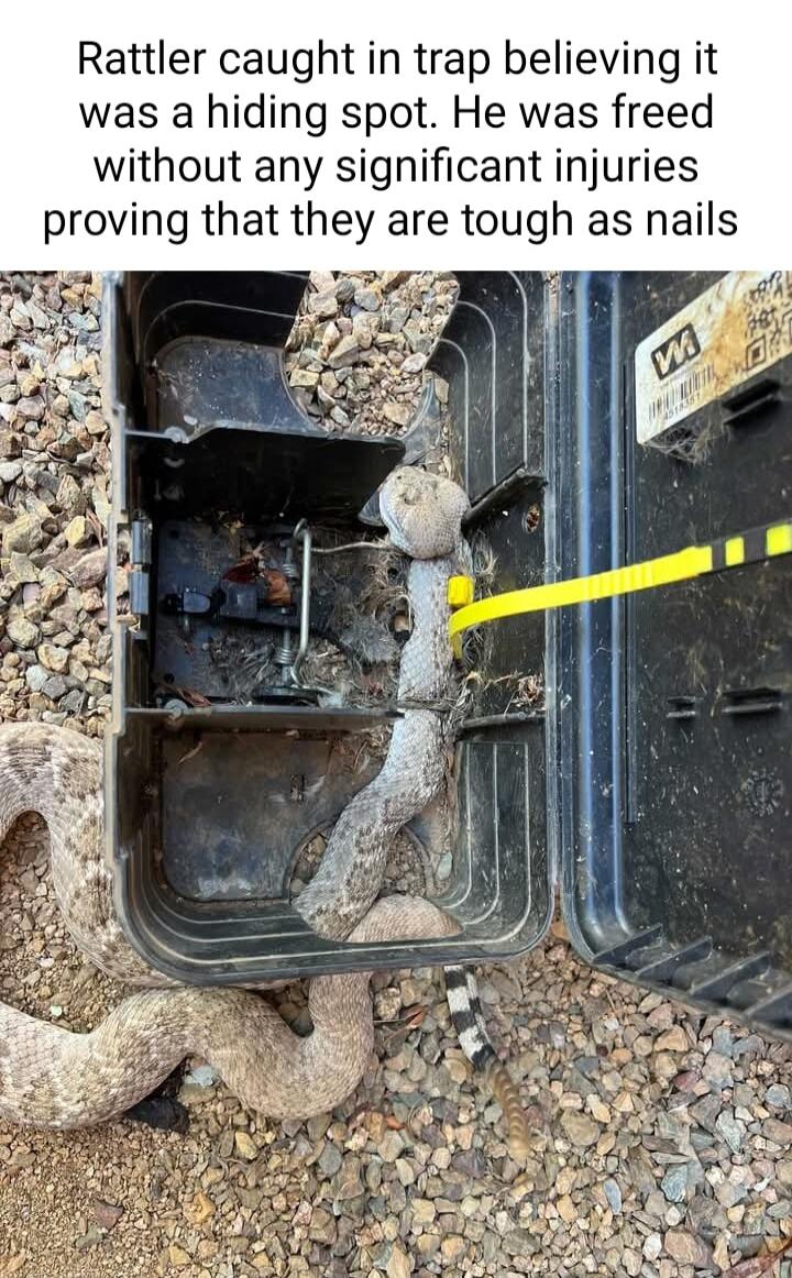 Rattler caught in trap believing it was a hiding spot He was freed without any significant injuries proving that they are tough as nails