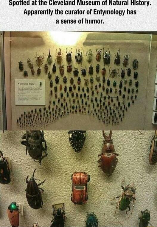 Apparently the curator of Entymology has a sense of humor