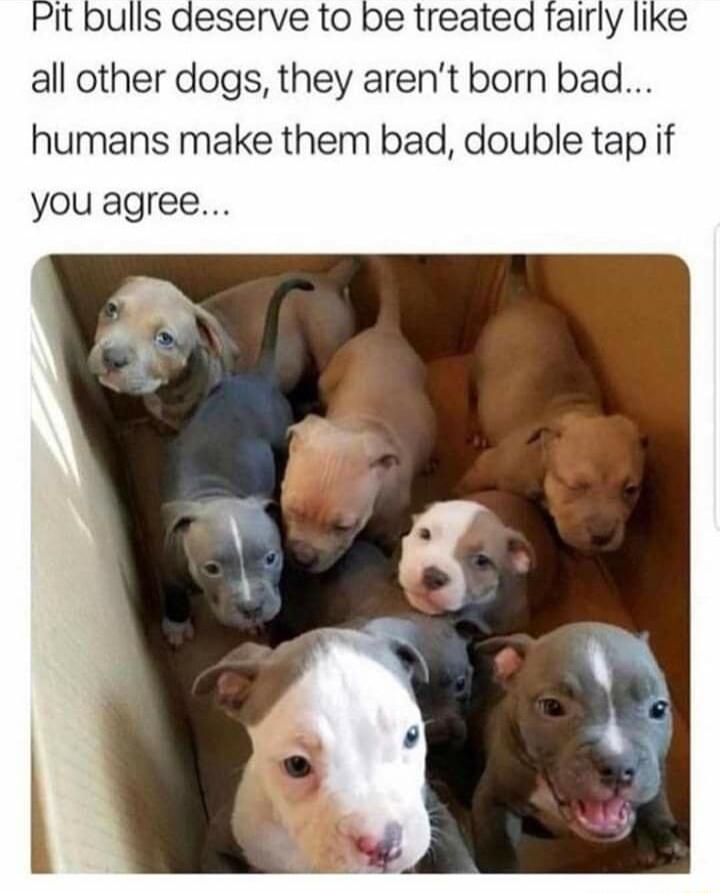 deserve to be treated fairly like all other dogs they arent born bad humans make them bad double tap if you agree