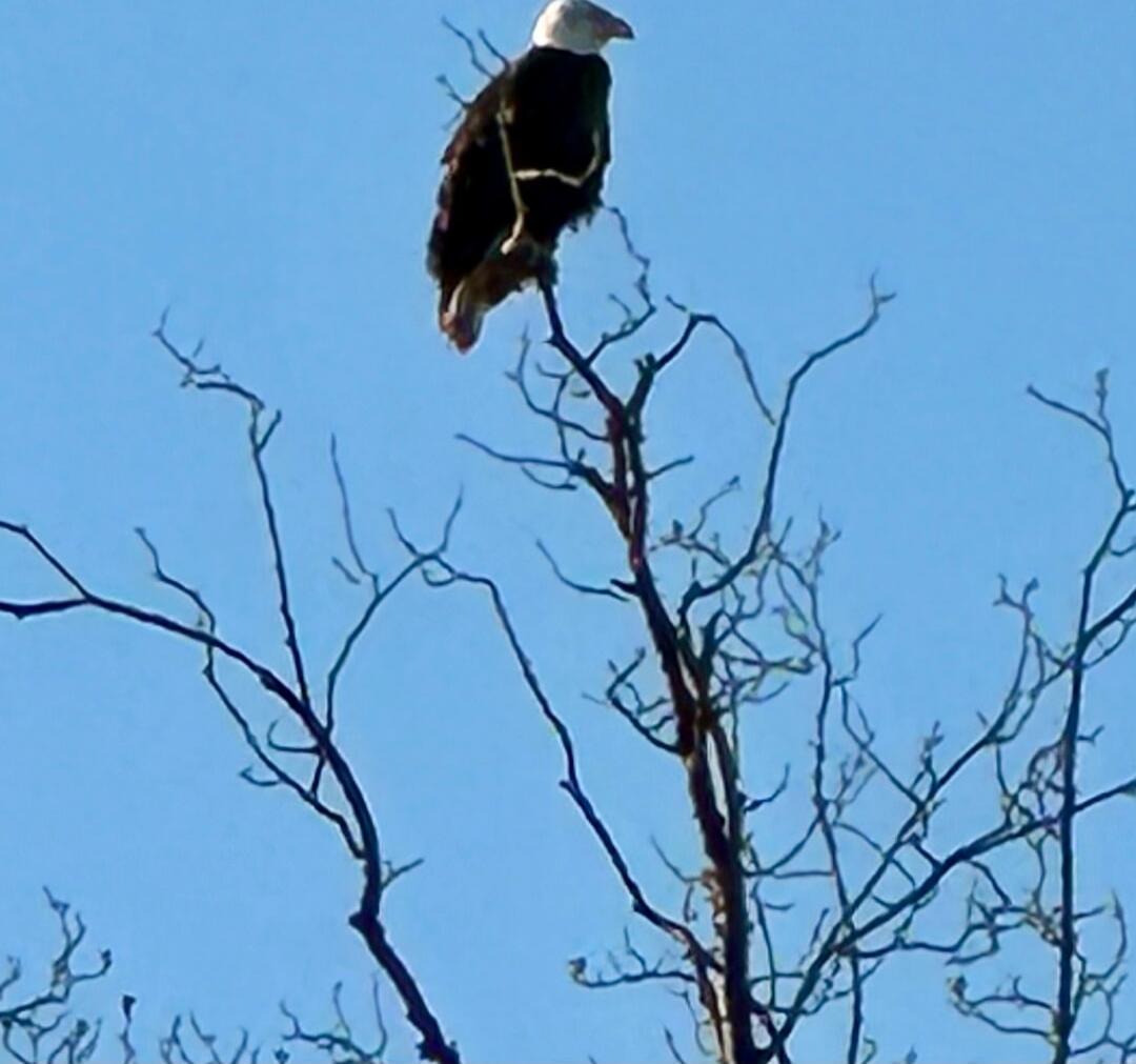 Session ID: 1045081.