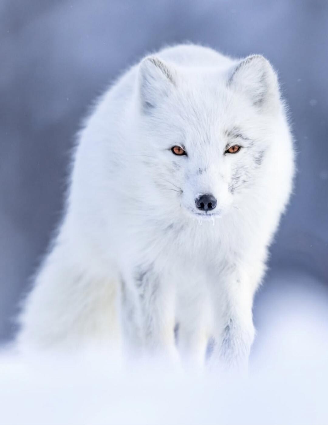 White wolf in snowy environment.