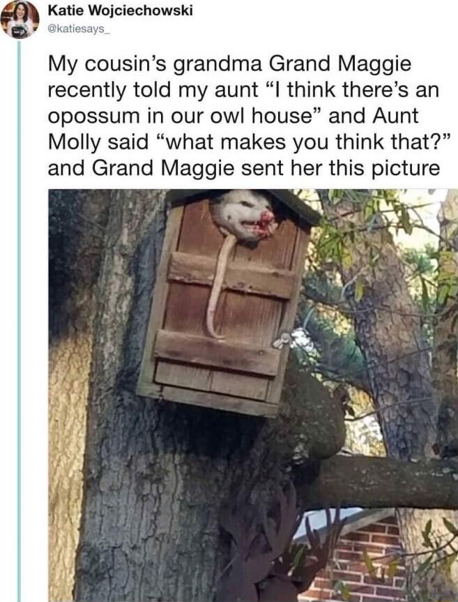 Katie Wojciechowski My cousins grandma Grand Maggie recently told my aunt I think theres an opossum in our owl house and Aunt Molly said what makes you think that and Grand Maggie sent her this picture