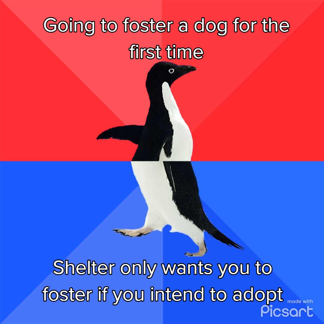 Eeline o eSERE el iielAiaS firsttime Sl ey WEIS you to fosterifiyoulintend to adopt Picsart