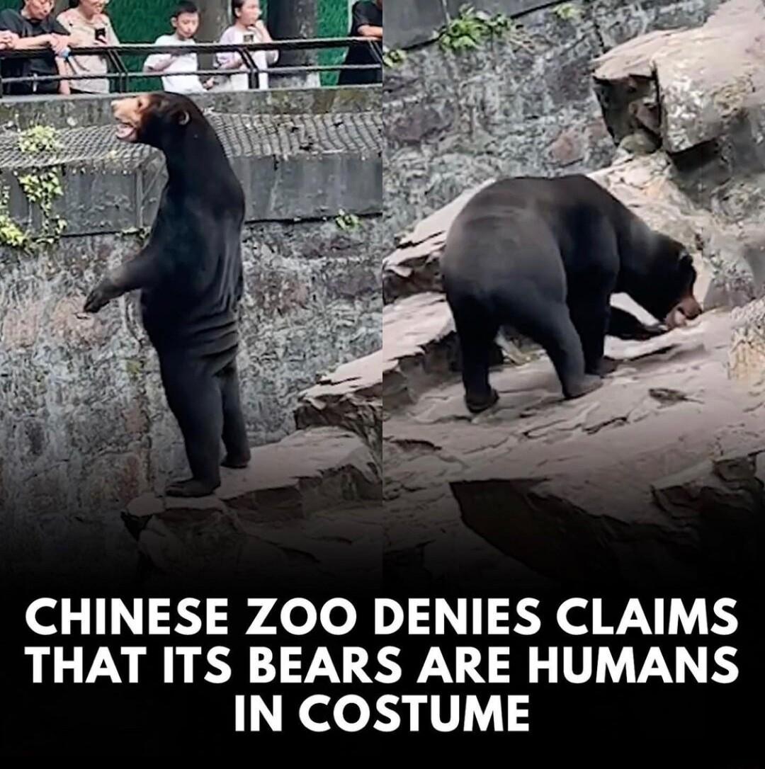 CHINESE ZOO DENIES CLAIMS THAT ITS BEARS ARE HUMANS IN COSTUME