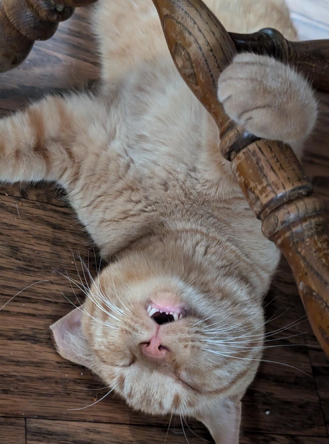 A cute orange tabby cat sleeping on its back under a wooden chair.