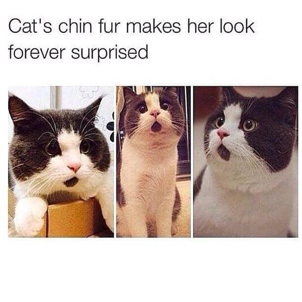 Cats chin fur makes her look forever surprised