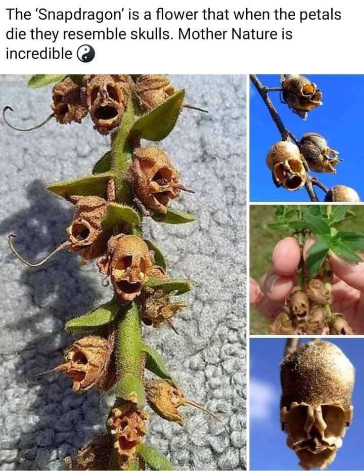 The Snapdragon is a flower that when the petals die they resemble skulls Mother Nature is incredible