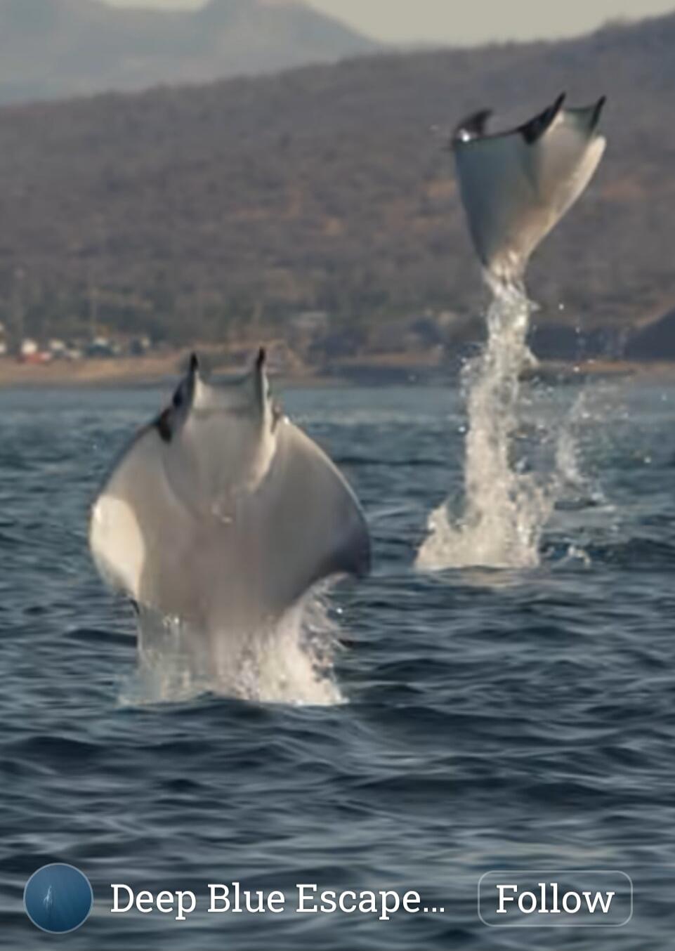 Deep Blue Escape... Follow