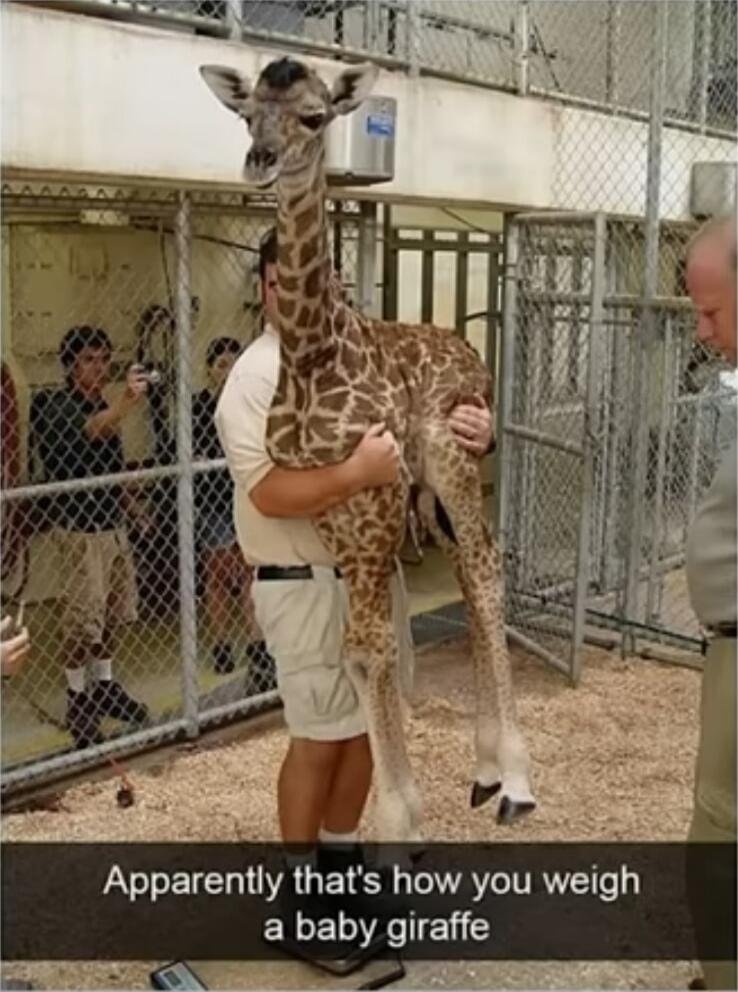 e Apparently thats how you weigh a baby giraffe e Pt T