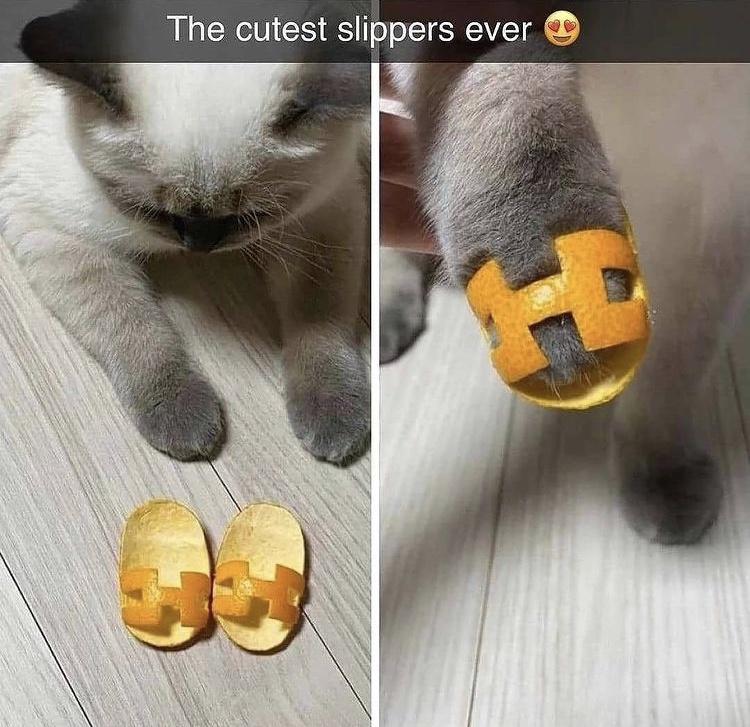 The cutest slippers ever