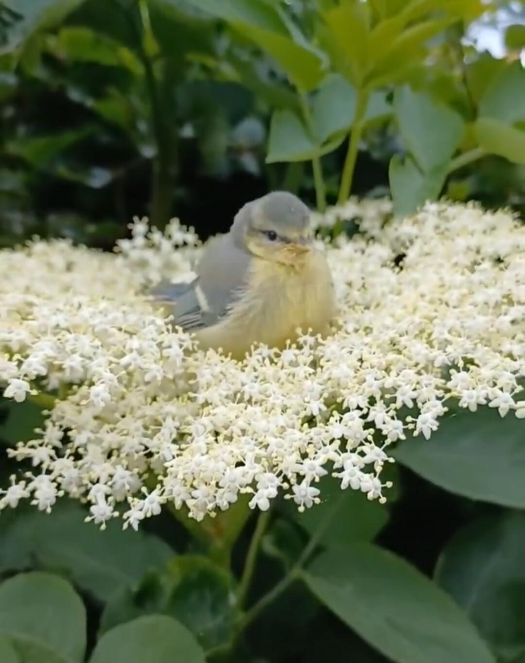 A small gray bird perched on a cluster of tiny white flowers.