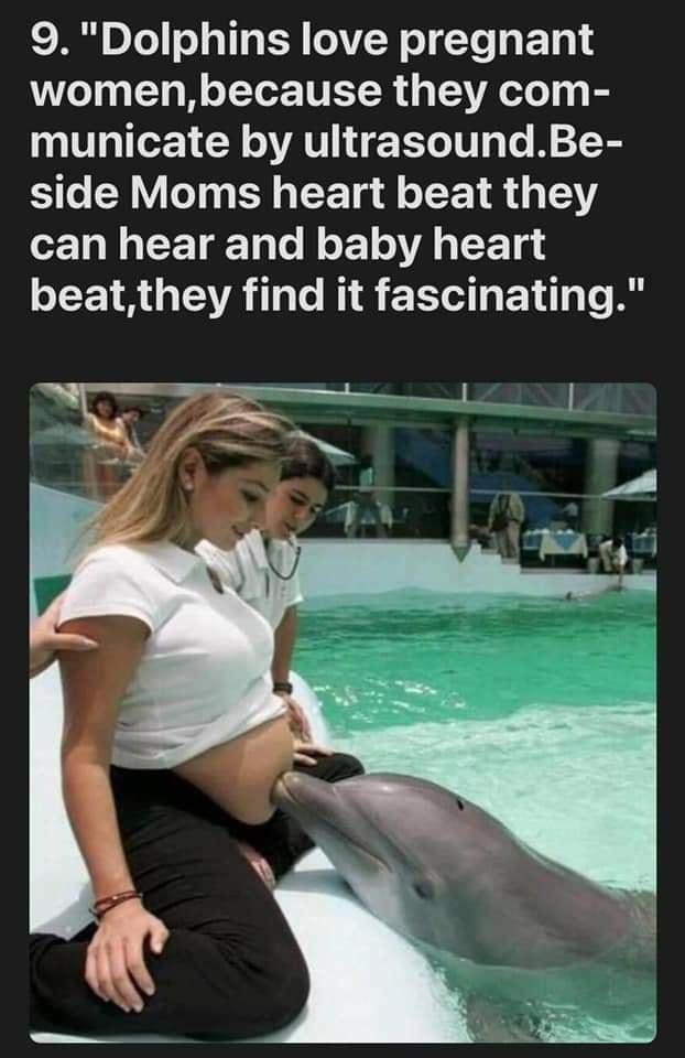 22 D To 311 B VW o Ye ET 1 womenbecause they com municate by ultrasoundBe side Moms heart beat they 1 N CETgETale o 1o A F Tad beatthey find it fascinating