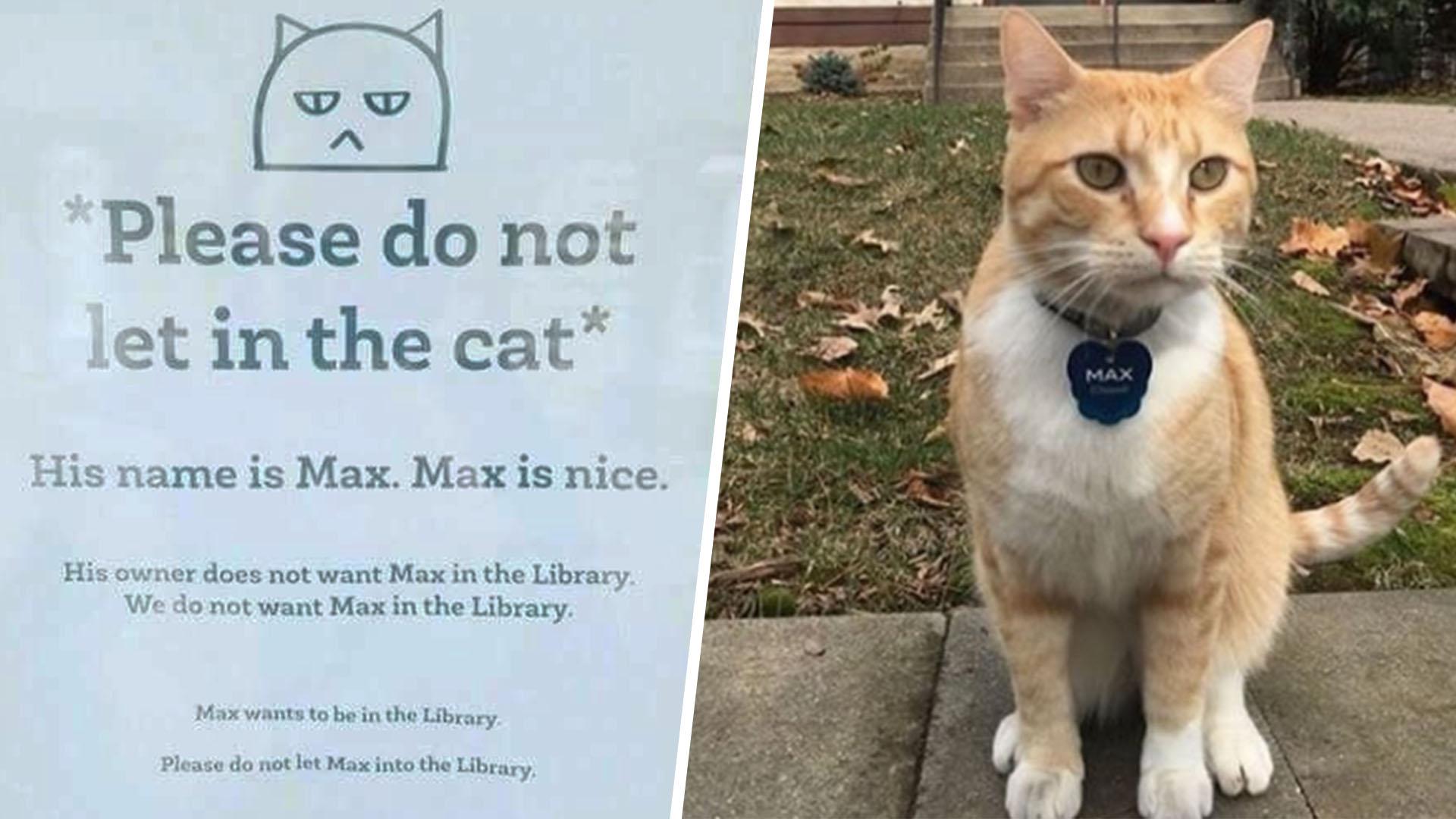 B w w A Please do not et in the cat Lal His name is Max Max is nice His owner does not want Max in the Library We do not want Max in the Library Max wants to be in the Library Please do not let Max into the Library