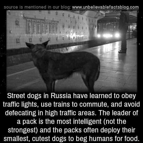 RCE R LR N S TR ER EVEREE TG EI RGN traffic lights use trains to commute and avoid defecating in high traffic areas The leader of a pack is the most intelligent not the strongest and the packs often deploy their smallest cutest dogs to beg humans for food