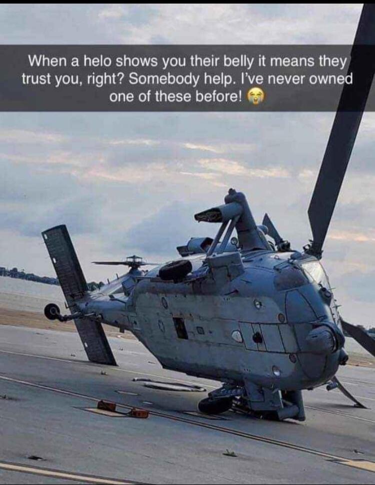 When a helo shows you their belly it means they trust you right Somebody help Ive never owned one of these before