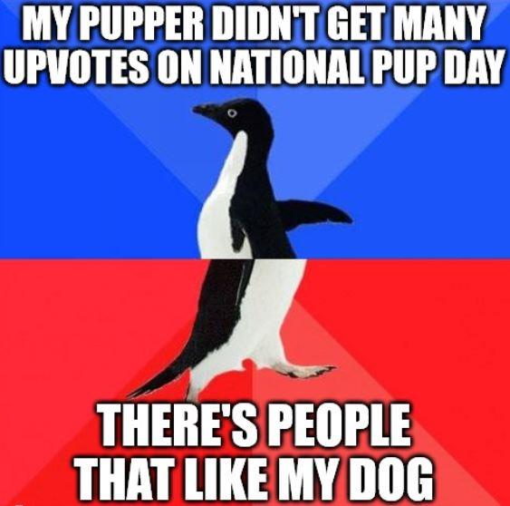 MY PUPPER DIDNTGETMANY UPVOTES ON NATIONALPUP DAY A THERES PEOPLE THAT LIKEMY DOG