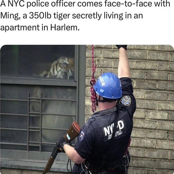 Ming a 3501Ib tiger secretly living in an apartment in Harlem