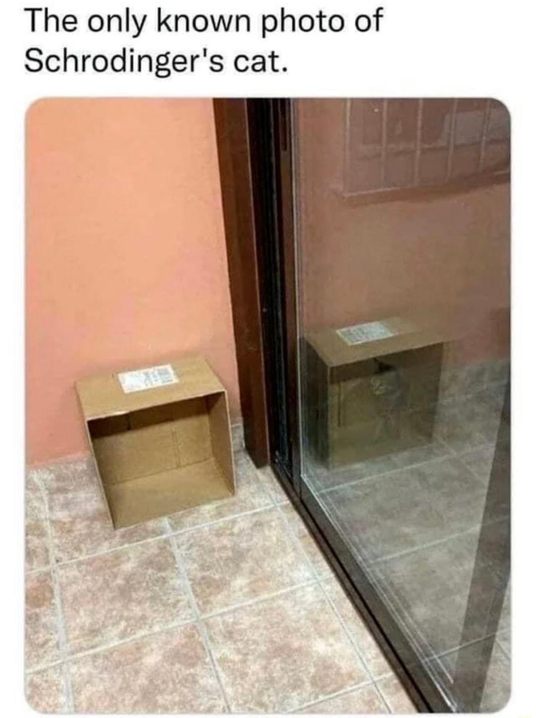 The only known photo of Schrodingers cat