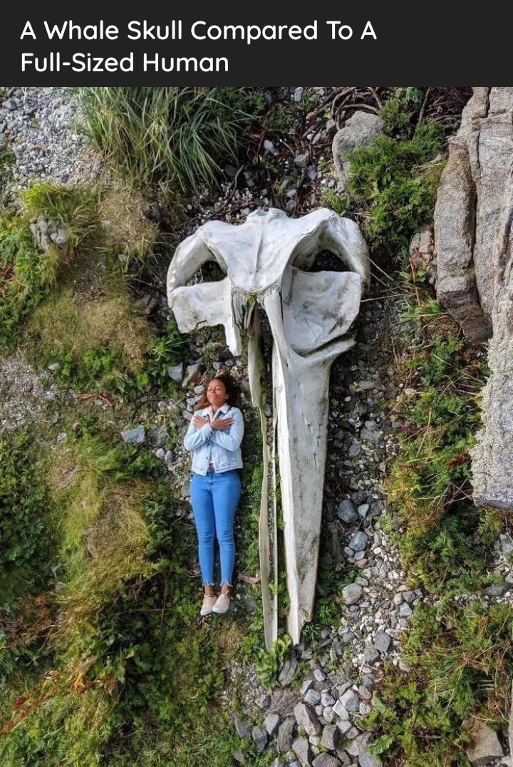 A Whale Skull Compared To A Full Sized Human z Y