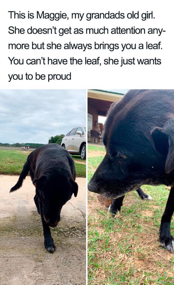 This is Maggie my grandads old girl She doesnt get as much attention any more but she always brings you a leaf You cant have the leaf she just wants you to be proud