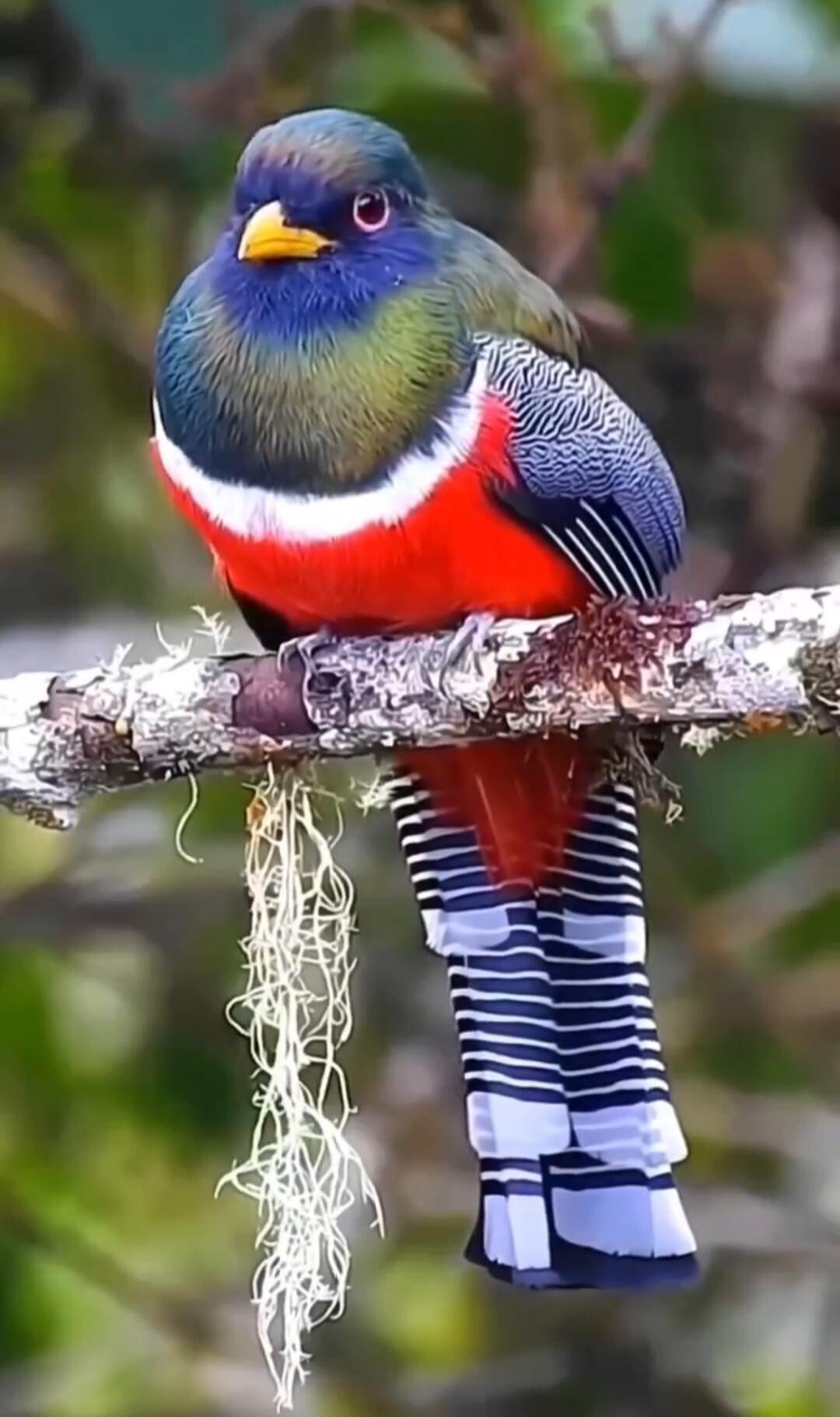 A vividly colored bird perched on a branch.