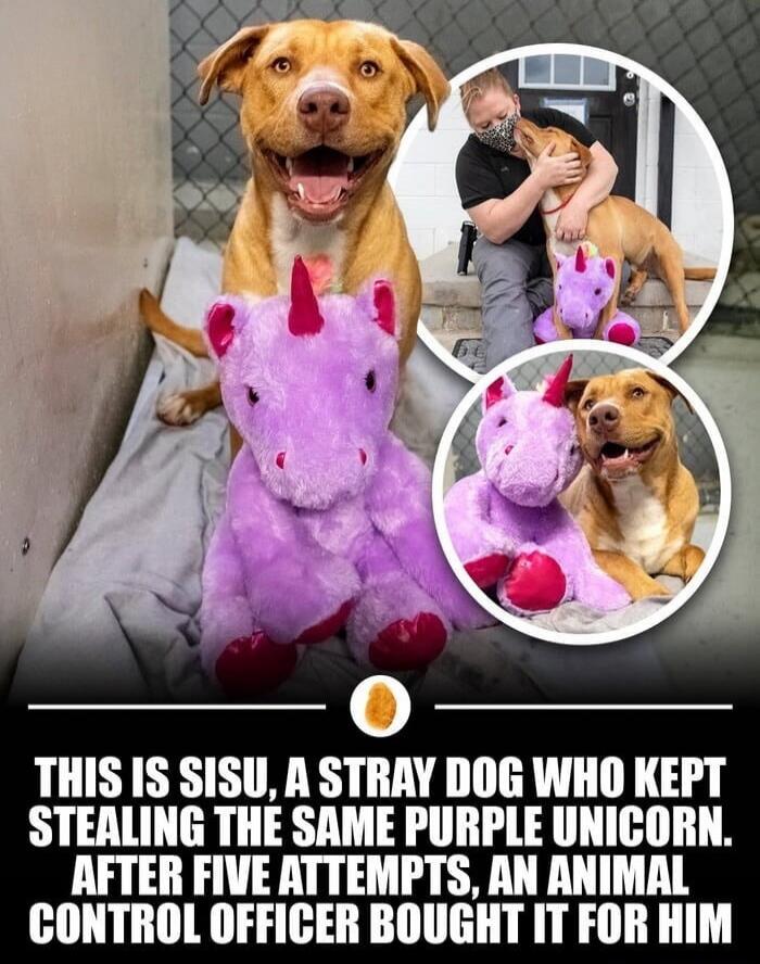 THIS IS SISU, A STRAY DOG WHO KEPT STEALING THE SAME PURPLE UNICORN. AFTER FIVE ATTEMPTS, AN ANIMAL CONTROL OFFICER BOUGHT IT FOR HIM.