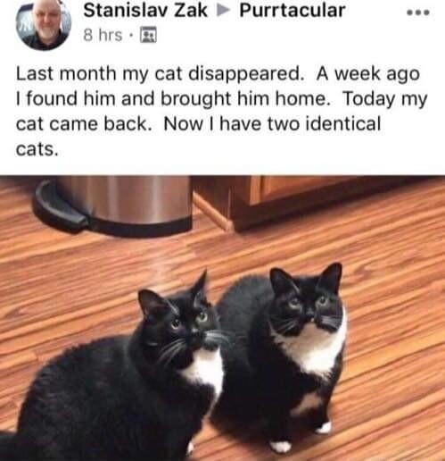 48 Stanislav Zak Purrtacular RrC Last month my cat disappeared A week ago found him and brought him home Today my cat came back Now have two identical cats B