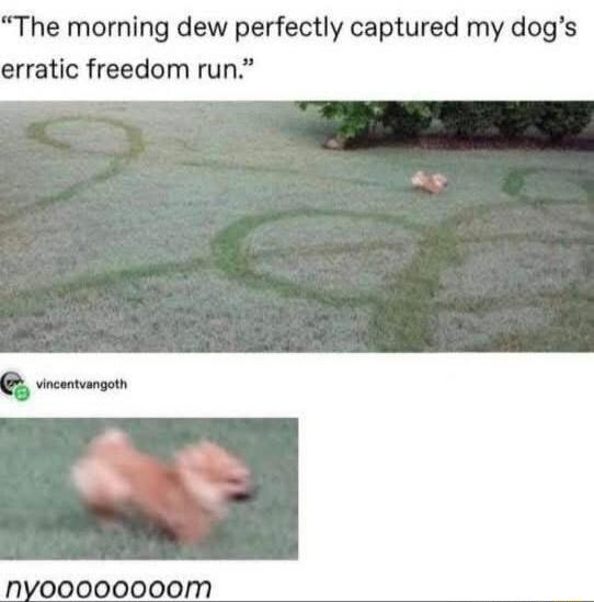 The morning dew perfectly captured my dog's erratic freedom run. nyoooooooom