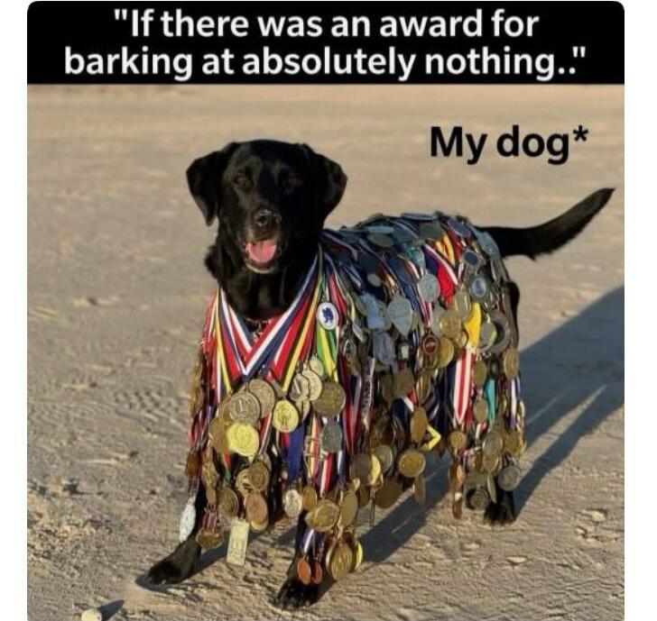 If there was an award for barking at absolutely nothing.. My dog*