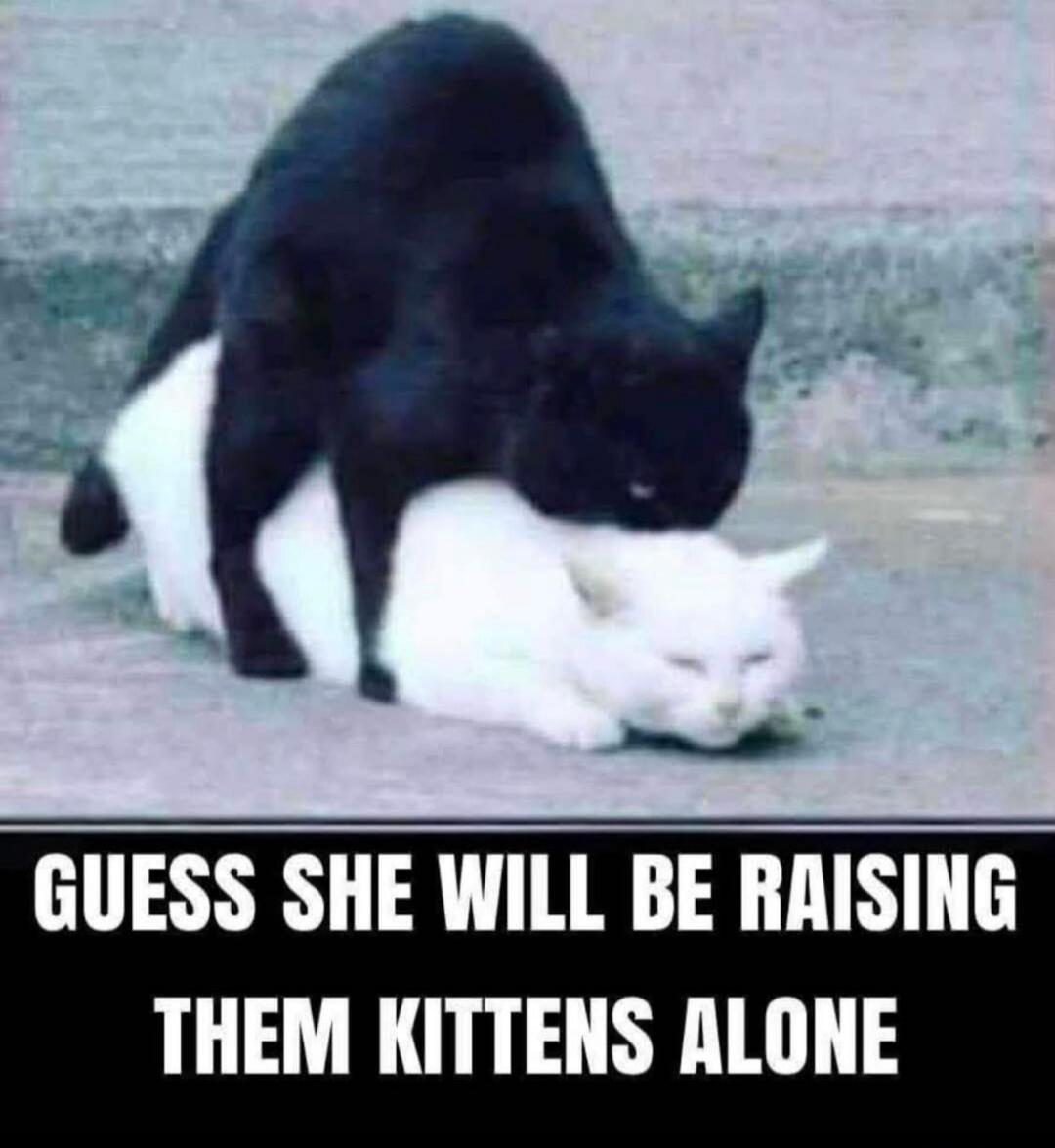 GUESS SHE WILL BE RAISING THEM KITTENS ALONE