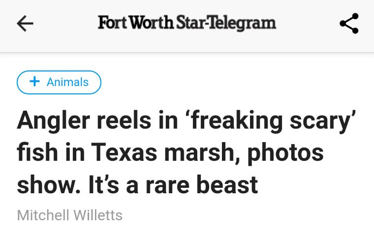 Fort Worth StarTelegram Angler reels in freaking scary fish in Texas marsh photos show Its a rare beast Willetts