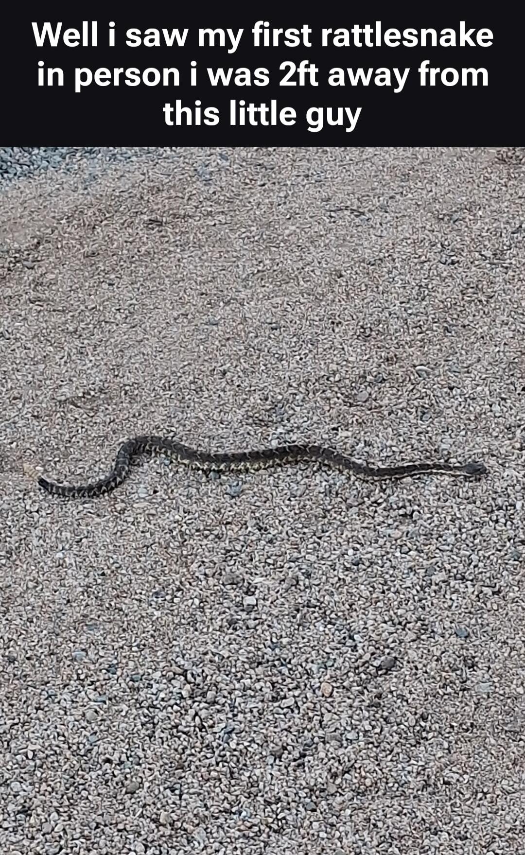 Well i saw my first rattlesnake in person i was 2ft away from this little guy