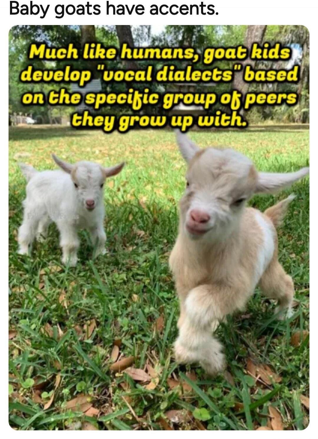 Baby goats have accents. Much like humans, goat kids develop 