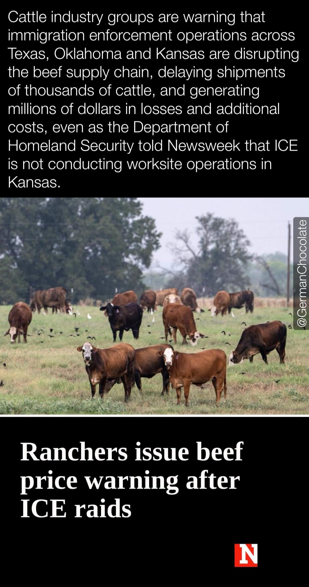 Cattle industry groups are warning that immigration enforcement operations across Texas, Oklahoma and Kansas are disrupting the beef supply chain, delaying shipments of thousands of cattle, and generating millions of dollars in losses and additional costs, even as the Department of Homeland Security told Newsweek that ICE is not conducting worksite